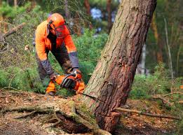 How Our Tree Care Process Works  in Riverdale, CA